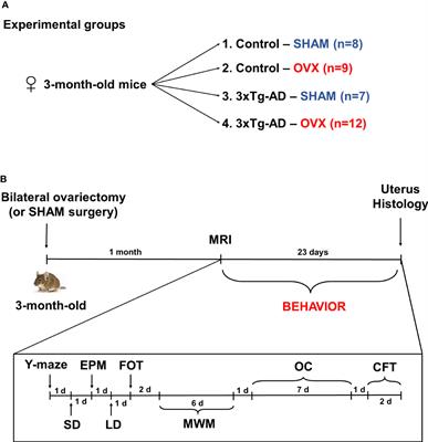 Ovariectomy-induced hormone deprivation aggravates Aβ1-42 deposition in the basolateral amygdala and cholinergic fiber loss in the cortex but not cognitive behavioral symptoms in a triple transgenic mouse model of Alzheimer’s disease